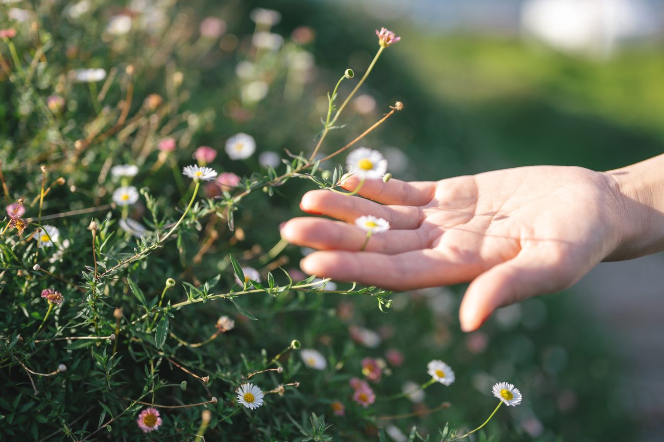 Hand berührt Blüten im Sonnenlicht – zurück ins seelische Gleichgewicht nach innerer Anspannung